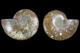 Agate Replaced Ammonite Fossil - Madagascar #166898-1